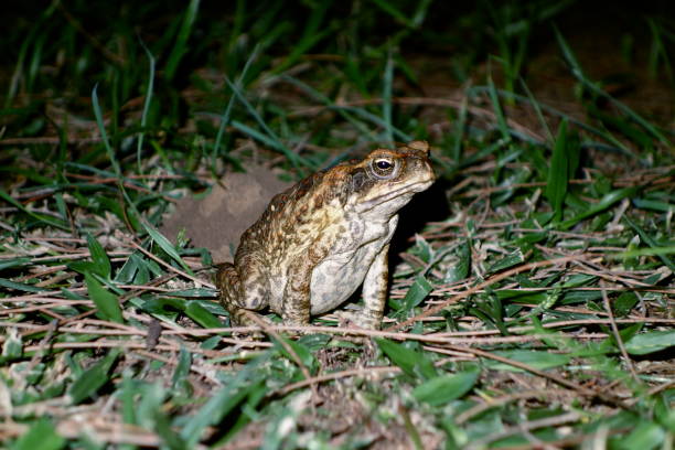 杖のヒキガエ�ルは、バンダバーグ, クイーンズランド、オーストラリアの rhinella ・ マリーナ - cane toad toad wildlife nature ストックフォトと画像