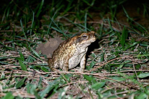 sapo-cururu, rhinella marina em bundaberg, queensland, austrália - cane toad toad wildlife nature - fotografias e filmes do acervo