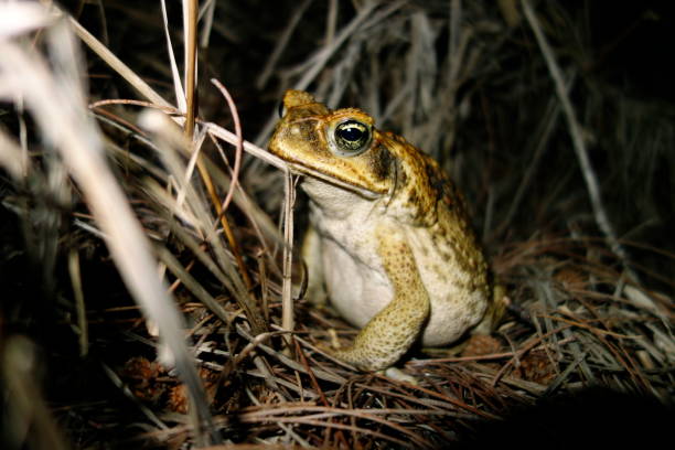 cane toad, рейнелла марина в бундаберге, квинсленд, австралия - cane toad toad wildlife nature стоковые фото и изображения