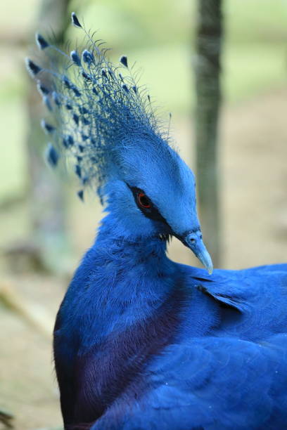istock Victoria crowned pigeon 992084090
