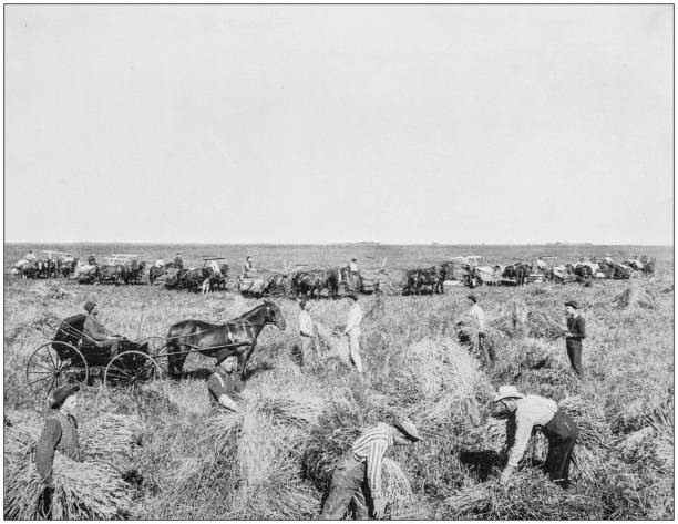 antikes foto des berühmten landschaften amerikas: ernte in dakota - landwirtschaft fotos stock-grafiken, -clipart, -cartoons und -symbole
