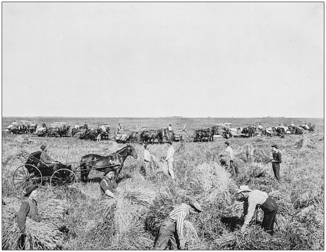 Antique photograph of America's famous landscapes: Harvesting in Dakota