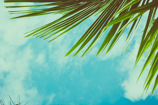 Palm leaves under blue sky. Vintage toned background.