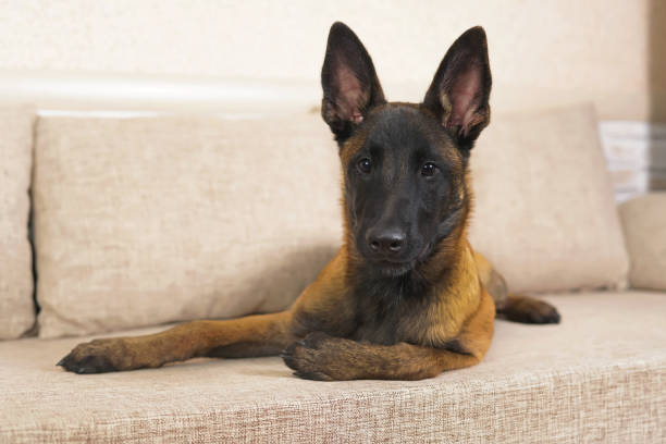 istock Cute Belgian Shepherd Malinois puppy with a black mask lying indoors on a couch 992088406