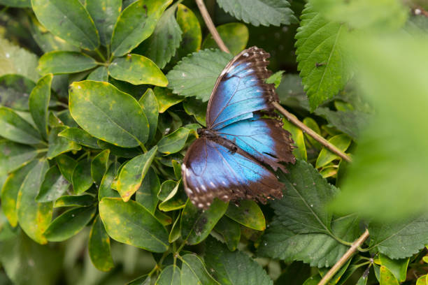 istock Blue Butterfly on Green Leaves 992089156