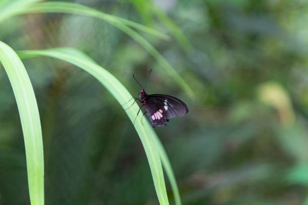красочная бабочка на длинной траве - long leaf grass blade of grass стоковые фото и изображения