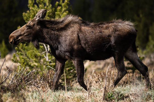 Colorado Moose Colorado Moose cow moose stock pictures, royalty-free photos & images