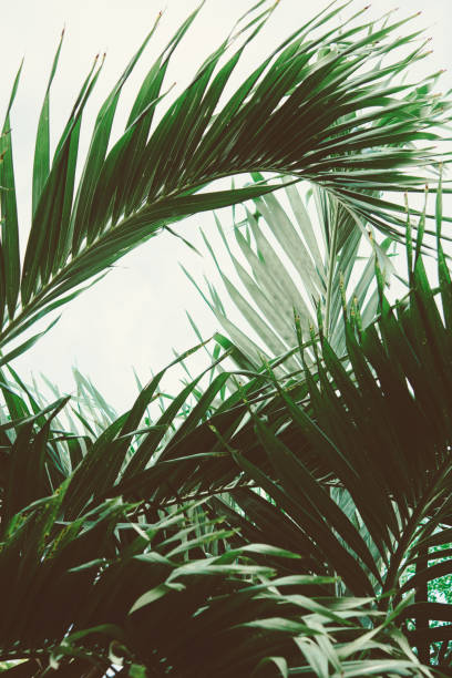 istock Palm leaves. Vintage toned background. 992090436