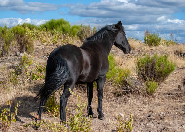 портрет черного коня с развивающейся маной на зеленом поле на фоне облаков - horse black stallion friesian horse стоковые фото и изображения