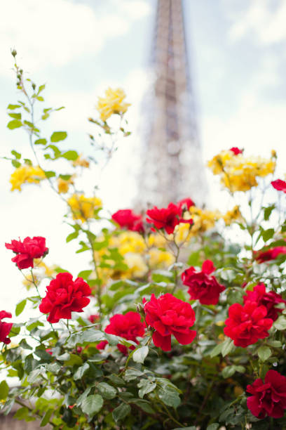istock The Eiffel Tower of Paris behind a red rose 992095782