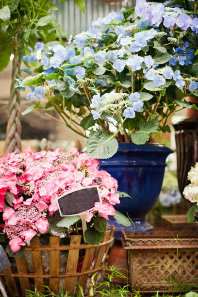 istock beautiful flowers of hydrangea 992096574