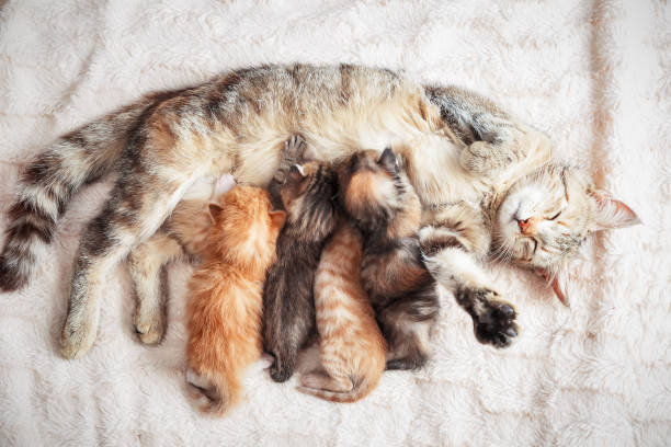 istock Mother cat nursing baby kittens 992097080
