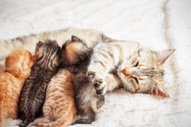 istock Mother cat nursing baby kittens 992097366