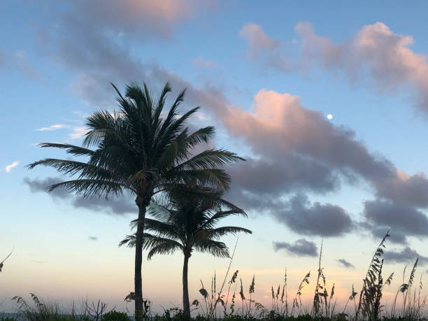 istock Palm trees at sunset on the beach 992099912