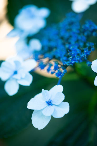 istock close-up of blue hydrangea flower 992101858