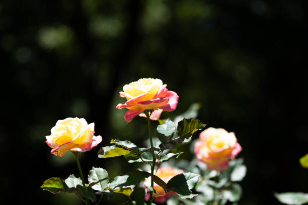 pink and yellow bicolor rose flower \
