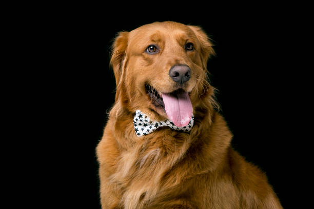 istock Golden retriever dog in black background 992112956