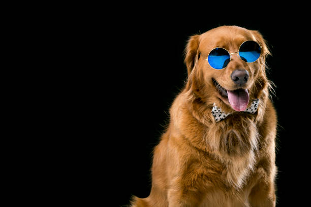 istock Golden retriever with sunglasses in black background 992113012
