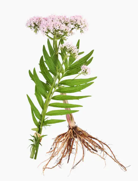 Valerian with blossoms roots for alternative medicine, tea, oil, beauty products and cooking, isolated.