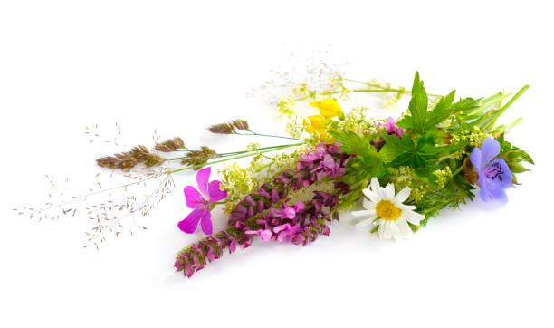 istock Wildflowers bouquet on a white background 992113632