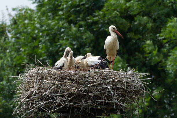 istock Stork on nest with young ones. 992119304