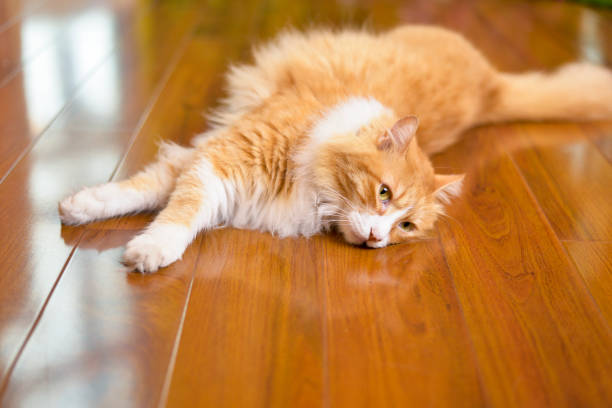 istock Yellow kitten lying on the ground lazy playing 992125152