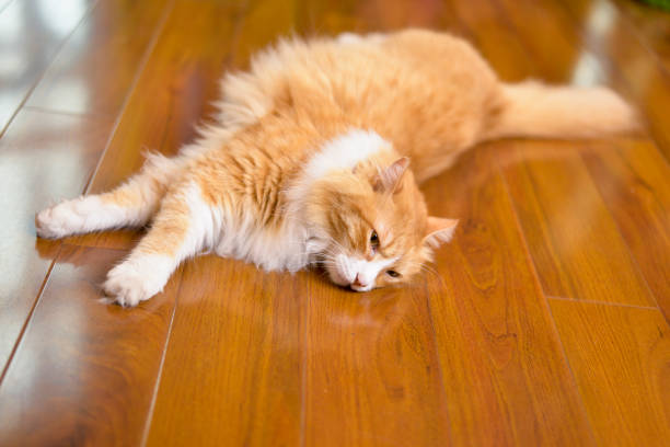istock Yellow kitten lying on the ground lazy playing 992125172