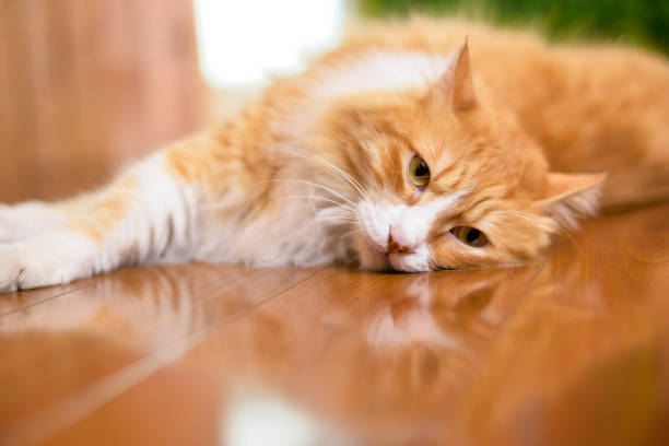 istock Yellow kitten lying on the ground lazy playing 992125182