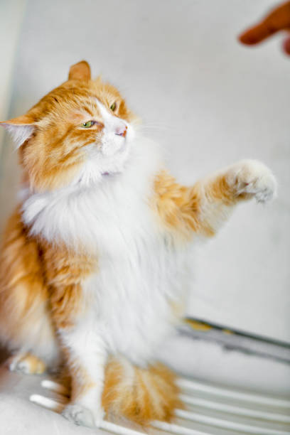 istock Reaching out the cat playing with the owner 992125280