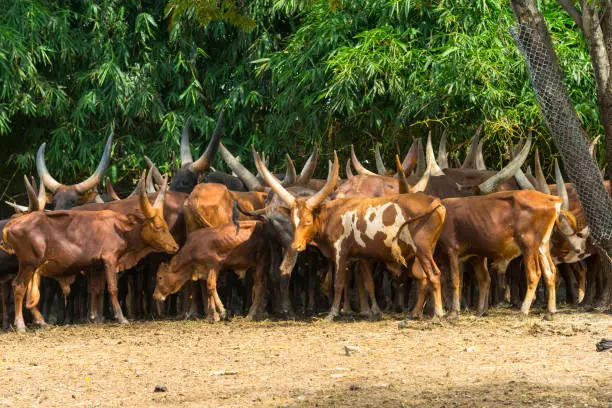 herd of Ankole-watusi cows with large horns