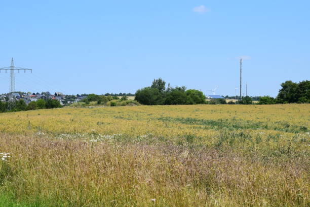 istock Eifel landscape in June, harvest 992133270