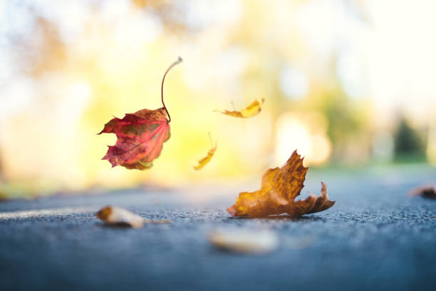 istock Falling Colorful Leaves In Park 992134438