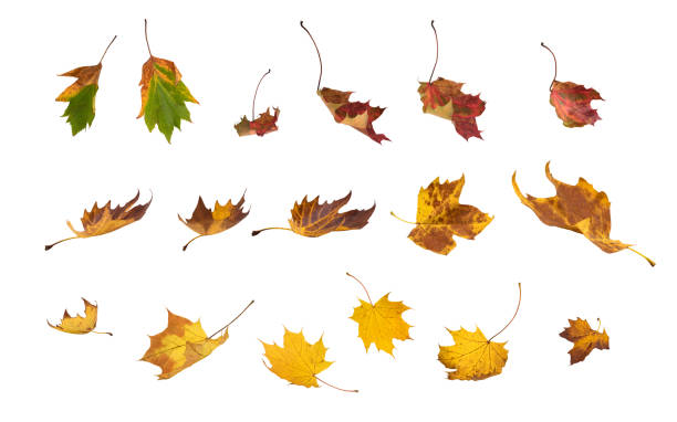 떨어지는 가을 낙엽 흰색 배경의 - maple leaf green isolated 뉴스 사진 이미지