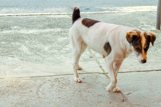 istock White dog with black and brown. Walking smoothly. 992136902