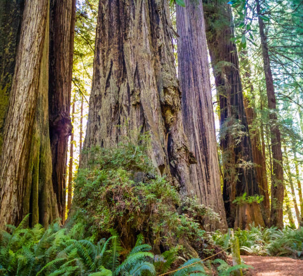 istock Giant Sequoia Tree in Redwoods National & State Parks 992137312