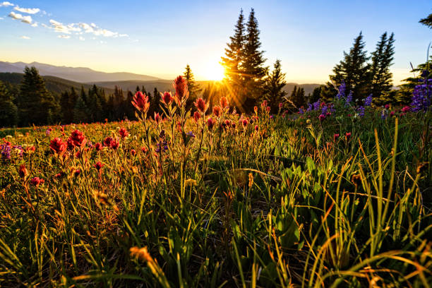 istock Mountain Wild Flowers Scenic Landscape Views 992137966