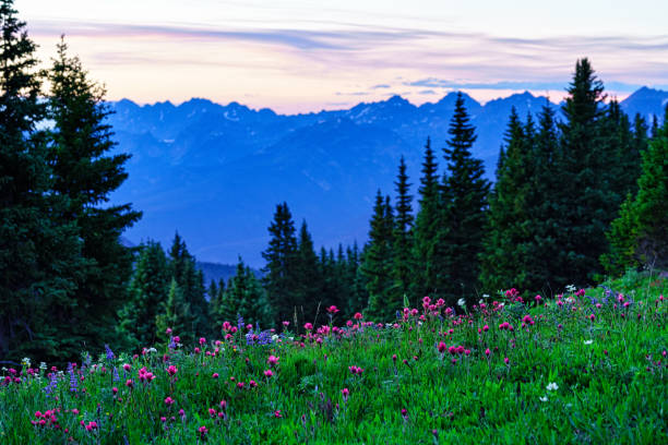 istock Mountain Wild Flowers Scenic Landscape Views 992141254