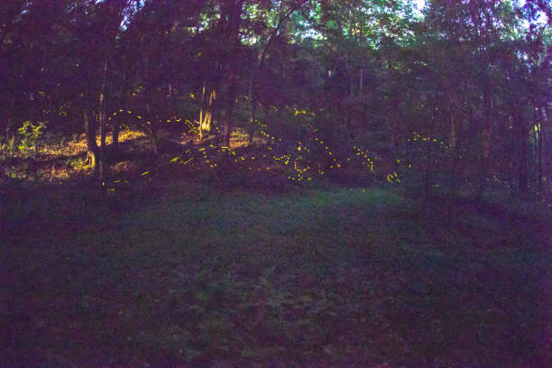 Moonlight in forest with fireflies Synchronous fireflies lighting moonlit forest at night. firefly forest stock pictures, royalty-free photos & images