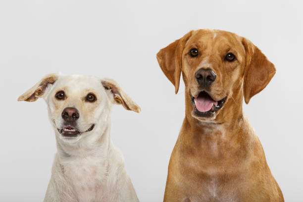 istock Couple of nice dogs posing in the studio 992146438
