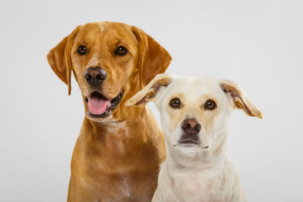 istock Couple of nice dogs posing in the studio 992146698