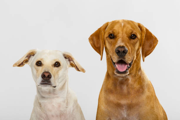 istock Couple of nice dogs posing in the studio 992146722