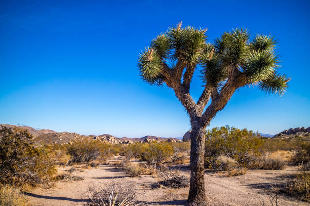 istock Joshua Trees in Joshua Tree National Park 992154600