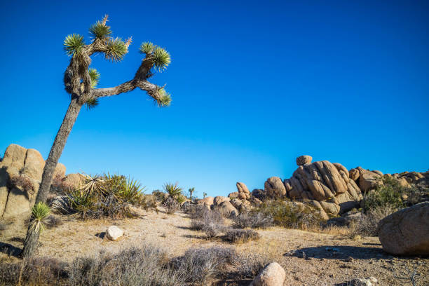 istock Joshua Trees in Joshua Tree National Park 992154756