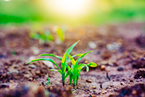 Organic corn or maize planting field farm on sunrise