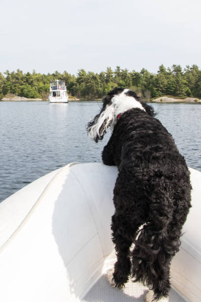 istock Black and White Portuguese Water Dog going for a boat ride 992156872