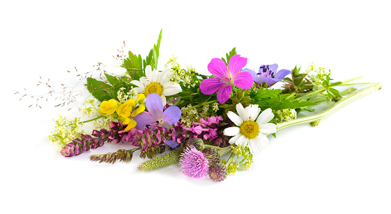 Bunch of wild flowers on white background
