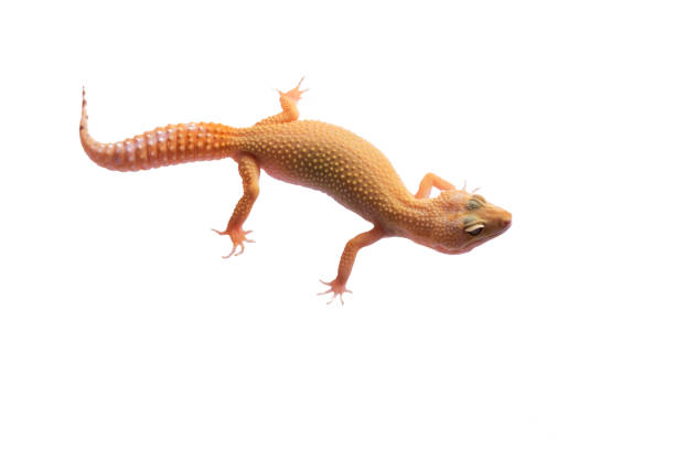 istock Orange Leopard gecko isolated white background 992161716
