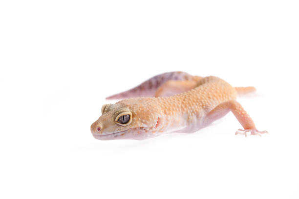 istock Orange Leopard gecko isolated white background 992169050