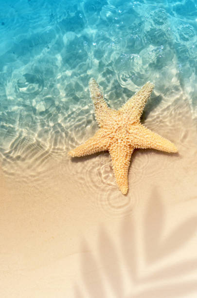 starfish on the summer beach in sea water.
