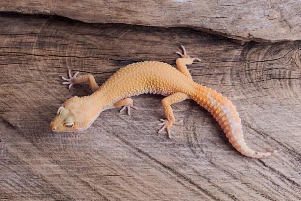 istock Leopard Gecko on natural wood background 992171152
